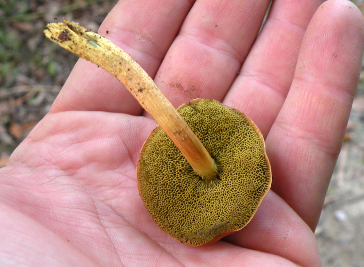 Porcini emiliani: Boletus cisalpinus ?